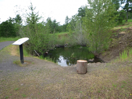 A small pond rises and falls with seasonal rain A small pond rises and falls with seasonal rain